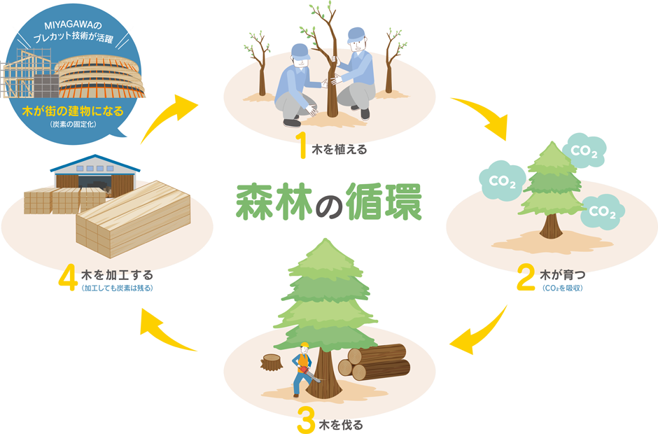 森林の循環 1木を植える 2木が育つ（CO2を吸収） 3木を伐る 4木を加工する（加工しても炭素は残る） MIYAGAWAのプレカット技術が活躍 木が街の建物になる（炭素の固定化）